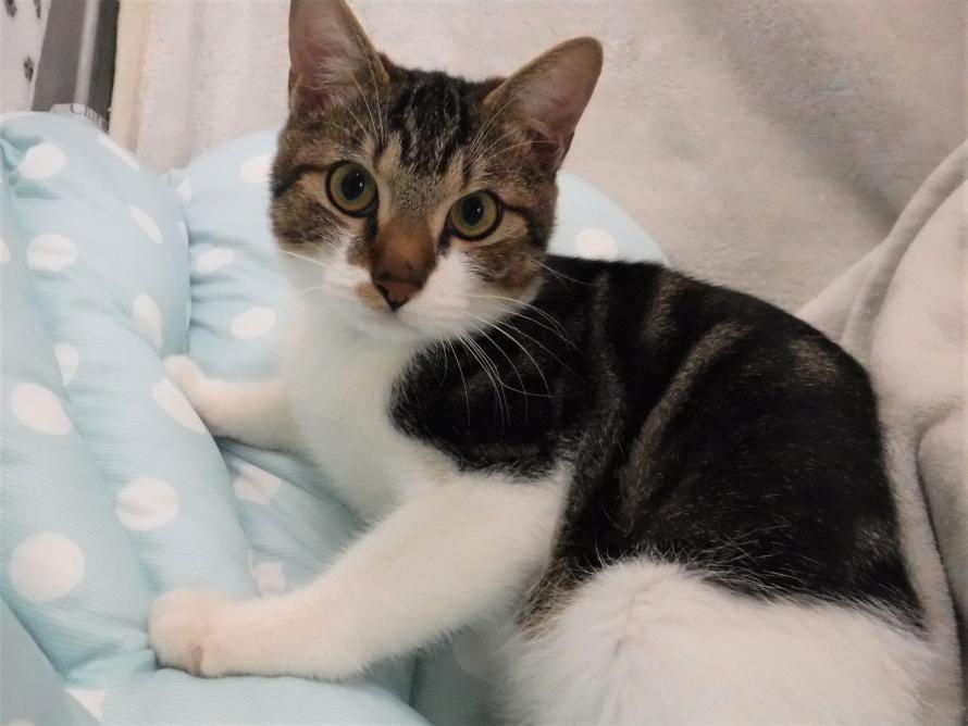 キジ白オス1~2歳2