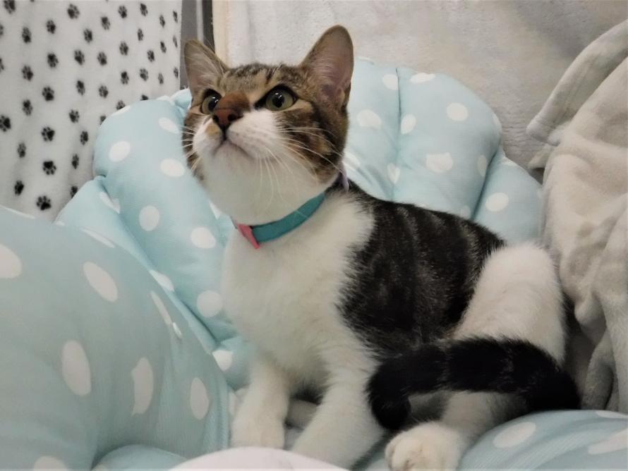 キジ白オス1~2歳1