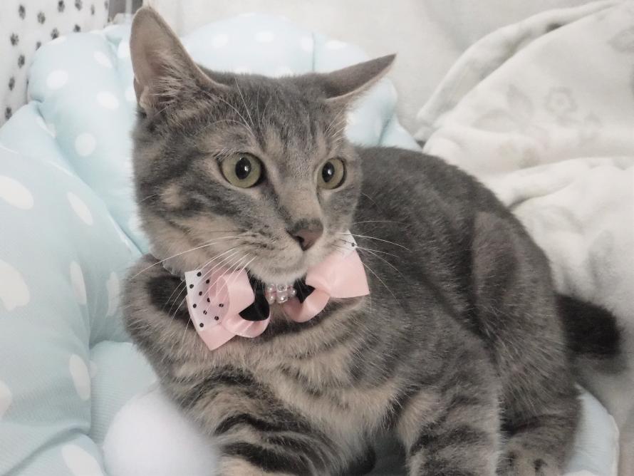 サバトラオス6か月齢2