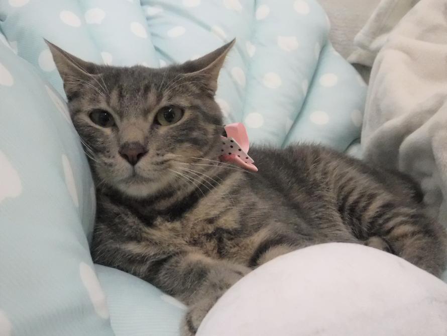 サバトラオス6か月齢1