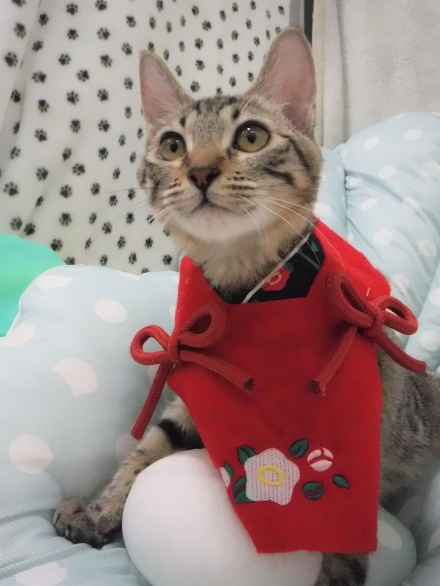 キジトラ子猫4か月齢シスコちゃん4