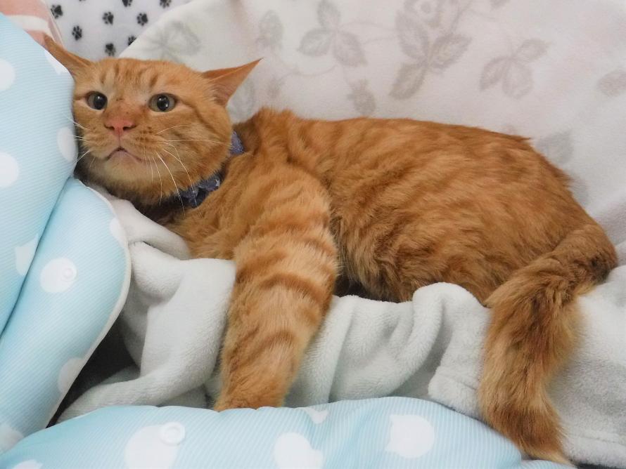 茶トラオス3-4歳前後コットンくん2