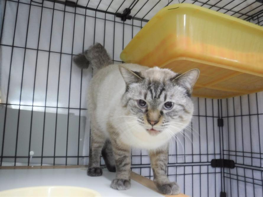 シャム系オス1-2歳前後ランくん7