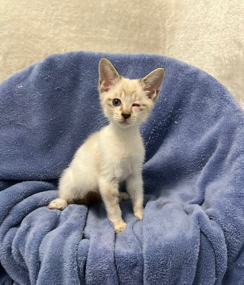グレー白子猫オス3か月齢1