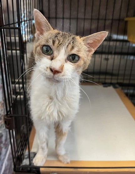 成猫避妊メス10歳しま三毛さくらちゃん2