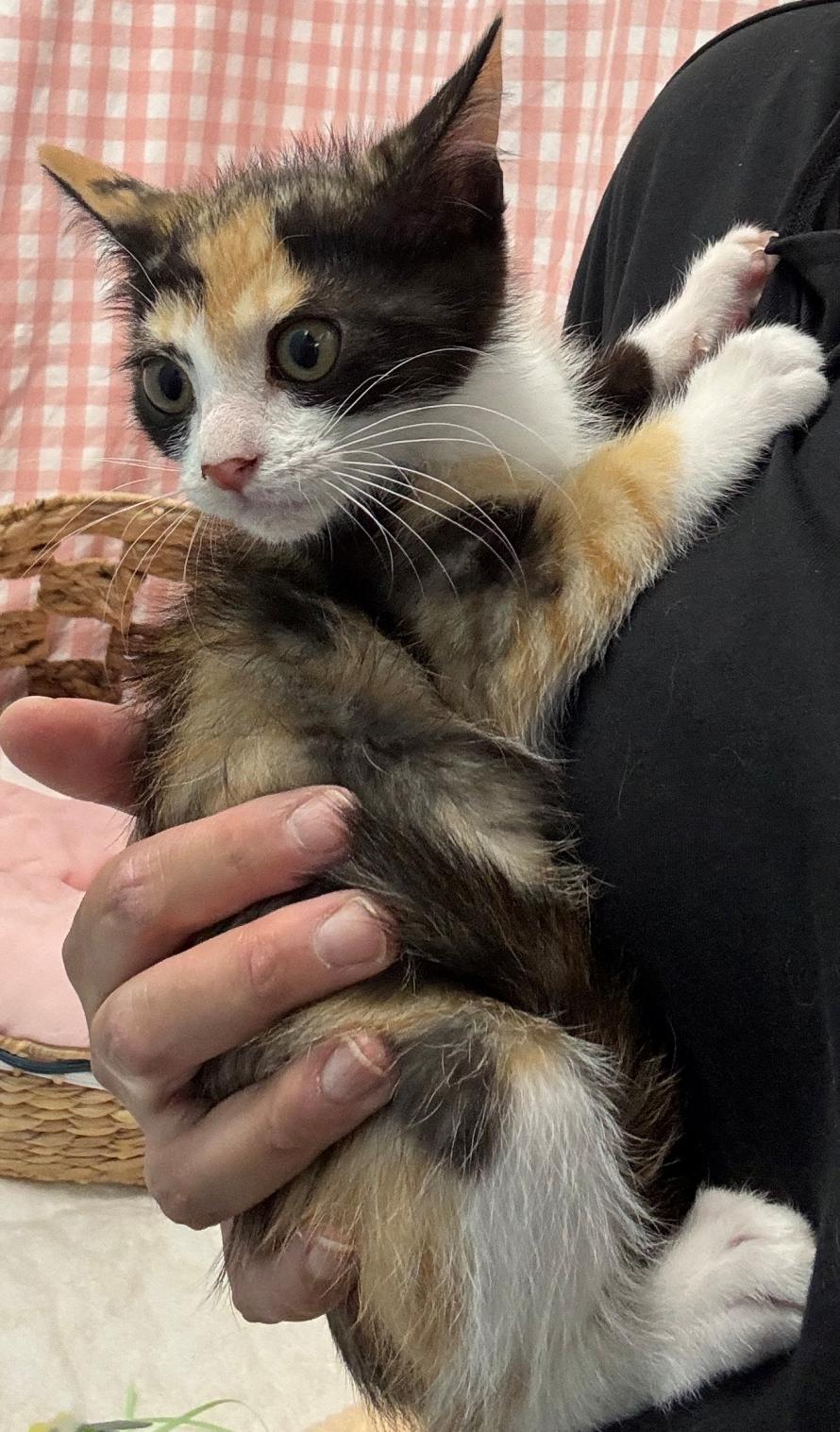 抱っこトリュフちゃん
