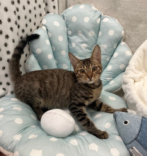 キジトラ子猫オス4か月齢ワタくん1