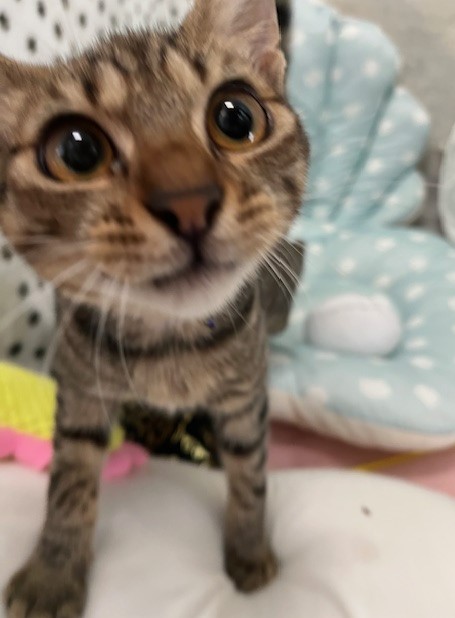 キジトラ子猫オス4か月齢ワタくん2