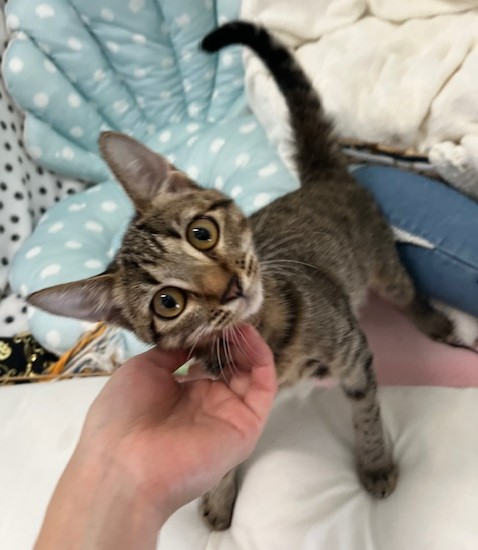 キジトラ子猫メス4か月齢しょしょちゃん1