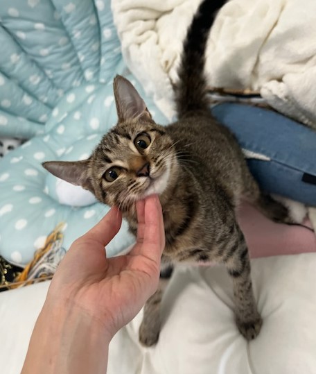 キジトラ子猫メス4か月齢しょしょちゃん2