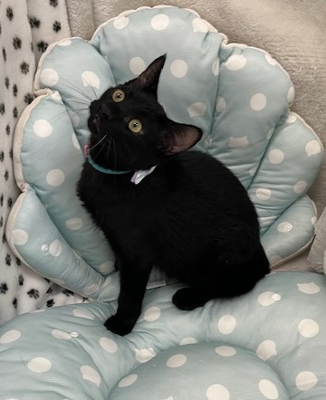 黒子猫オス4か月齢王子くん1