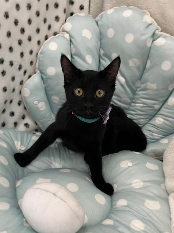 黒子猫オス4か月齢王子くん3