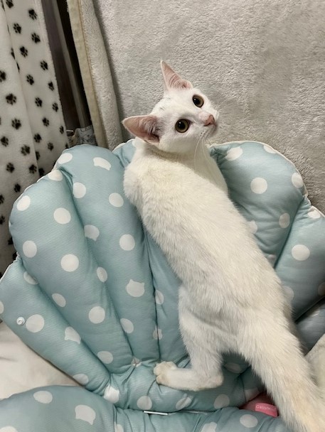 4か月齢白オス猫モノくん2