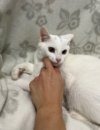 4か月齢白オス猫モノくん1