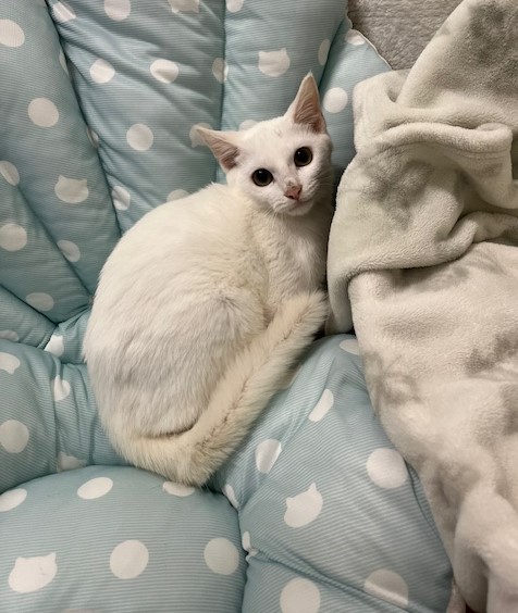 4か月齢白オス猫レールくん