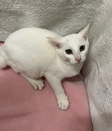 4か月齢白オス猫クッチくん