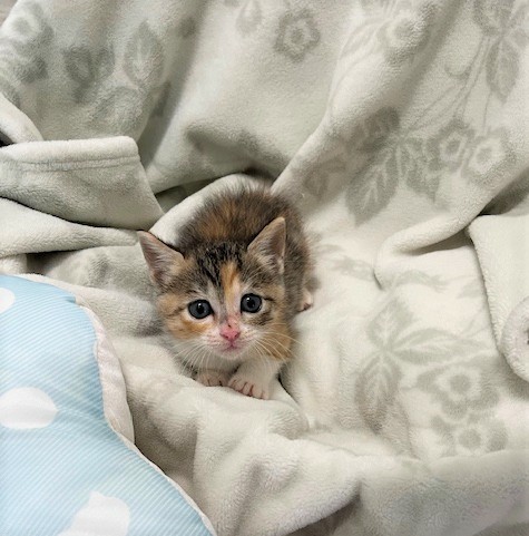 しま三毛メス子猫1か月齢前後マチちゃん2