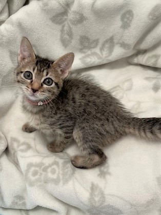 キジトラ猫メス2ヶ月齢ハヤシちゃん1