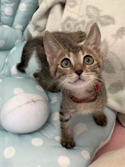 キジトラ猫オス2ヶ月齢フランくん1