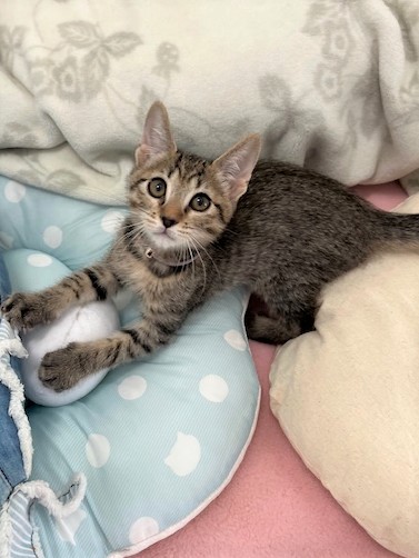 キジトラ猫オス2ヶ月齢サンくん1