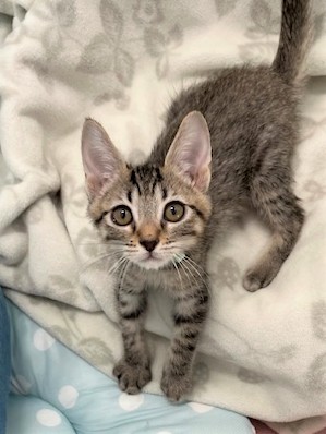 キジトラ猫メス2ヶ月齢シスコちゃん1