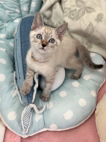 シャム系猫オス2ヶ月齢ドンくん1
