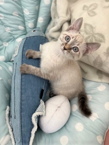 シャム系猫メス2ヶ月齢ペンちゃん1