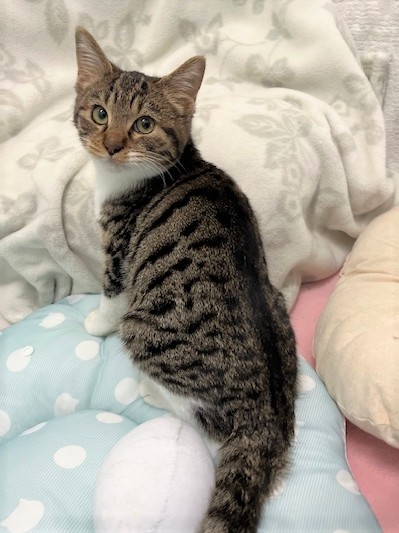 キジ白オス令和7年7月生まれラックくん1