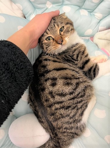 キジ白オス令和7年7月生まれラックくん2