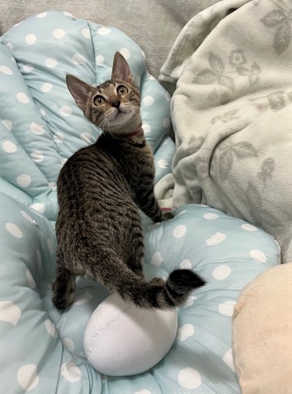 キジトラオス子猫フランくん