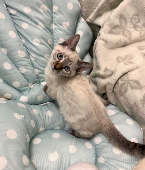 シャム系オス子猫ドンくん