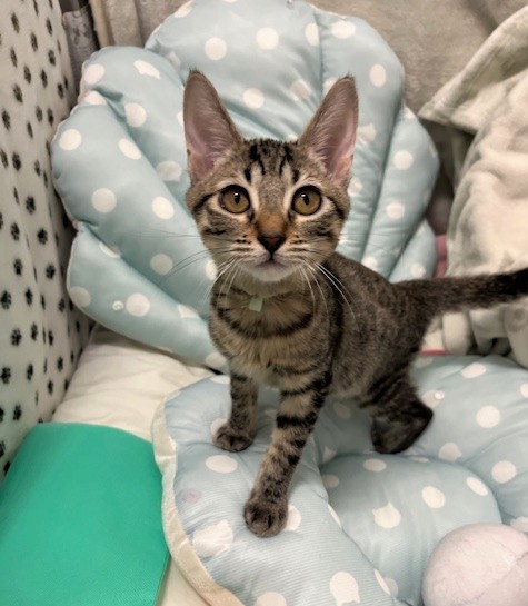 キジトラメス子猫シスコちゃん