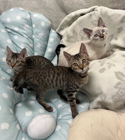 フランくんシスコちゃんドンくん一緒に