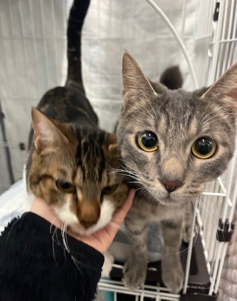 キジ白とサバトラ成猫若齢シズくんリバくん2