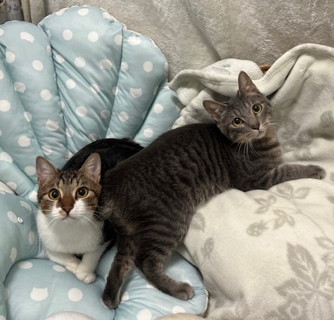 キジ白とサバトラ成猫若齢シズくんリバくん1