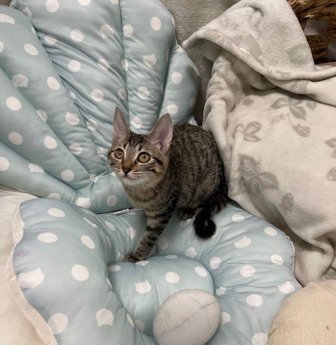 キジトラ子猫4か月齢シスコちゃん1