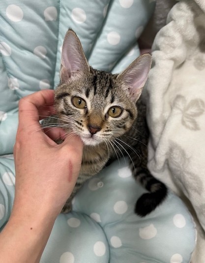 キジトラ子猫4か月齢シスコちゃん2