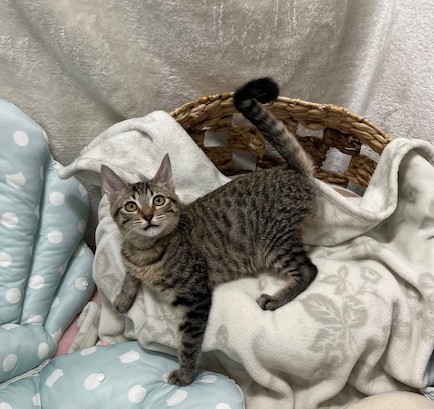 キジトラ子猫4か月齢シスコちゃん3