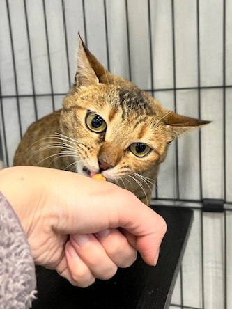 サビ成猫メス1歳前後よっちゃん2