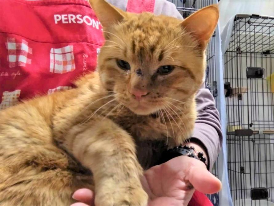 茶トラオス3-4歳前後コットンくん4