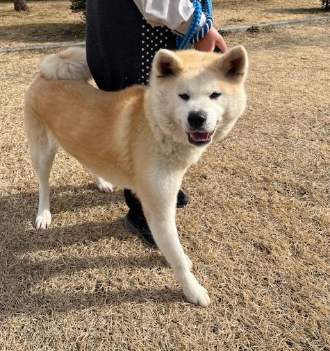 秋田犬メス7歳前後ごきげんあきちゃん