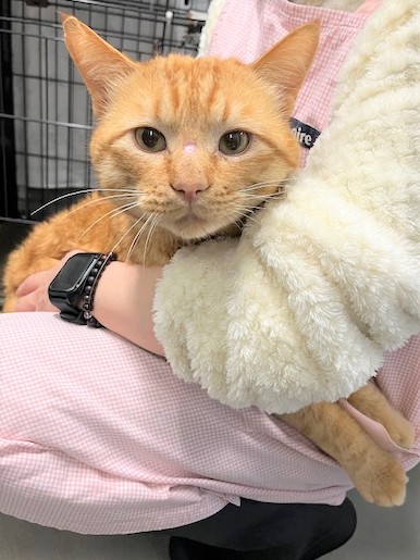 茶トラオス3-4歳前後コットンくん6