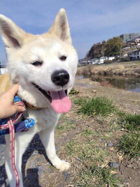 秋田犬メス7歳前後おさんぽ楽しいなのあきちゃん