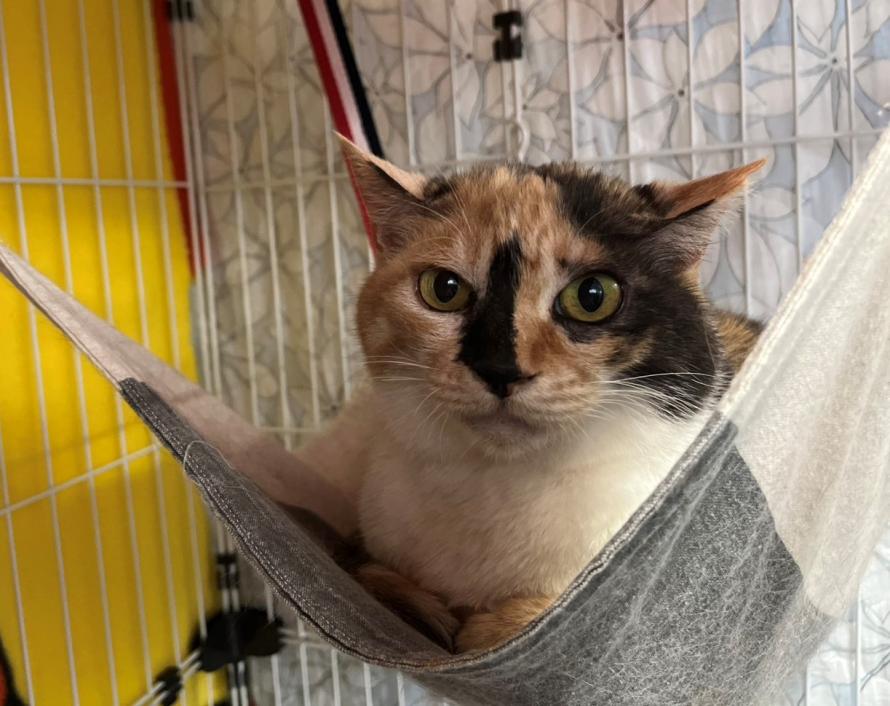 三毛猫7歳ミーちゃん1