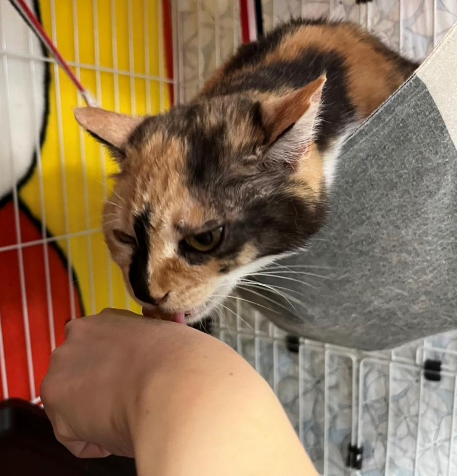 三毛猫7歳ミーちゃん2