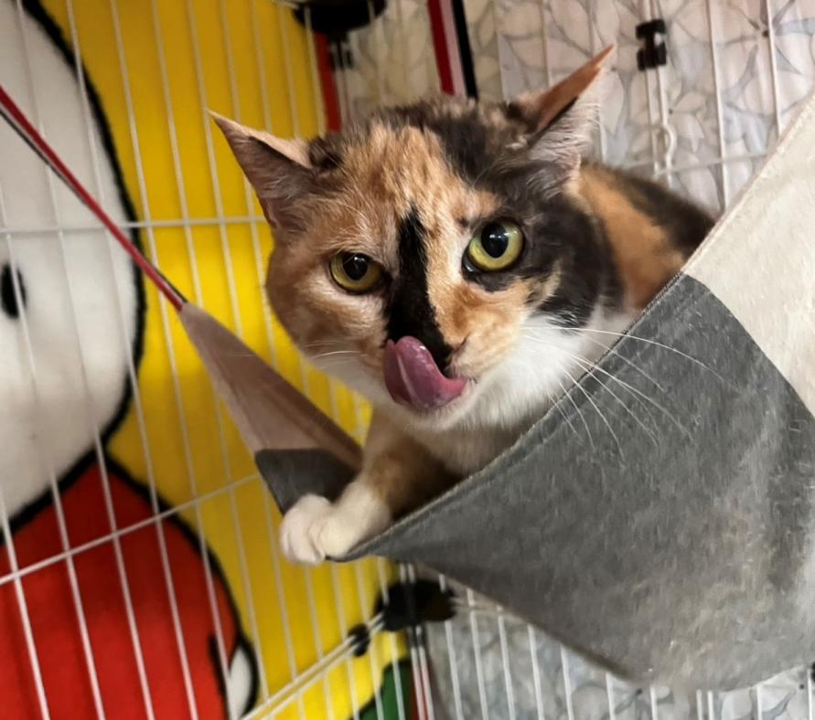 三毛猫7歳ミーちゃん3