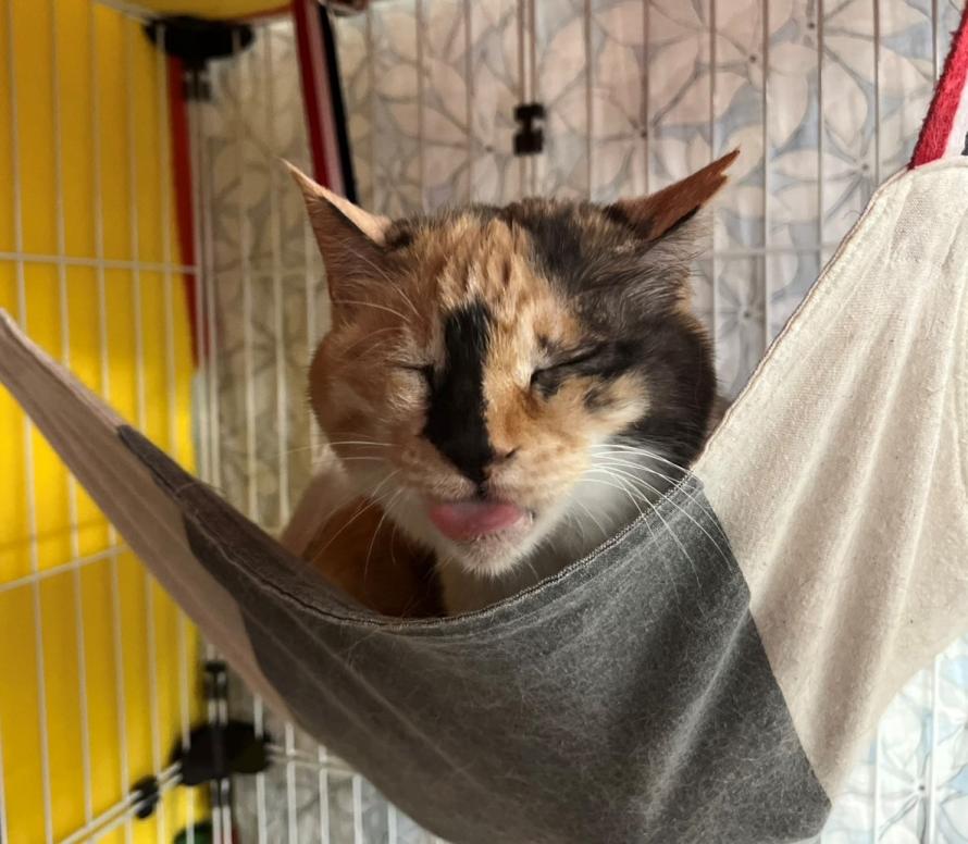 三毛猫7歳ミーちゃん4