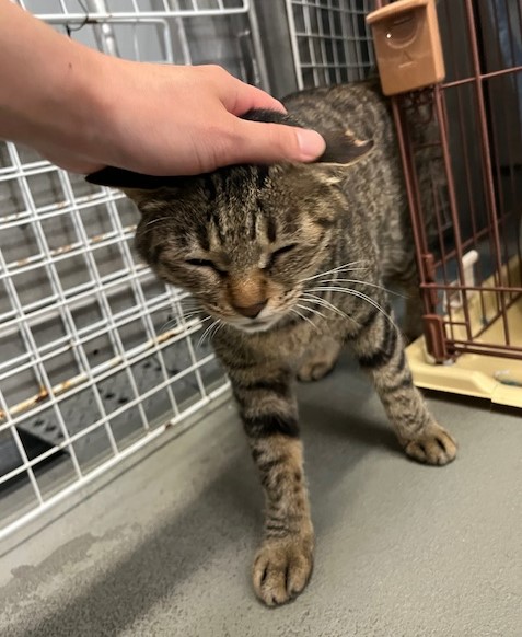 成猫キジトラメス