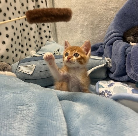 茶白子猫オス1か月齢3