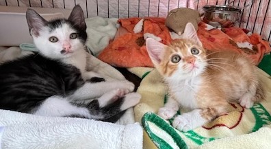 茶白と黒白子猫